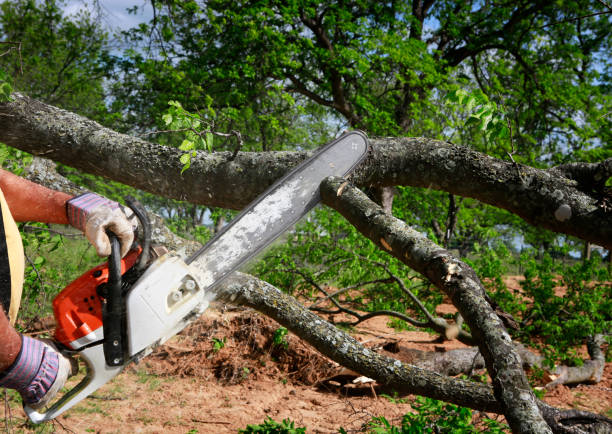 How Our Tree Care Process Works  in  Zion, IL